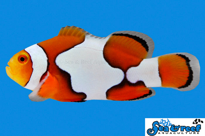 Sea & Reef Designer Picasso Clownfish Grade B Clownfish