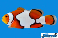 Sea & Reef Designer Picasso Clownfish Grade B Clownfish