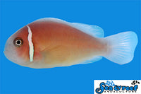 Sea & Reef Clownfish Pink Skunk Clownfish