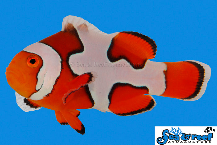 Sea & Reef Designer Picasso Clownfish Grade A Clownfish