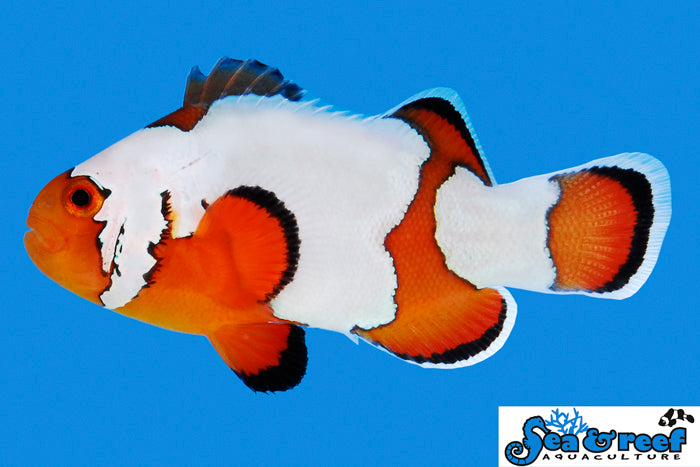 Sea & Reef Designer Premium Snowflake Clownfish