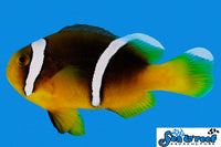 Sea & Reef Clownfish Sebae Clownfish