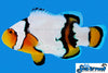 Sea & Reef Designer Snow Onyx Clownfish