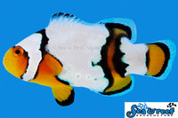 Sea & Reef Designer Snow Onyx Clownfish