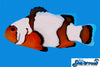 Sea & Reef Designer Snowflake Ocellaris  Clownfish