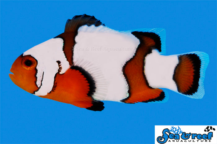 Sea & Reef Designer Snowflake Ocellaris  Clownfish