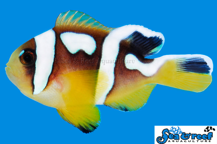 Sea & Reef Designer Spotcinctus Clownfish