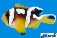 Sea & Reef Designer Spotcinctus Clownfish