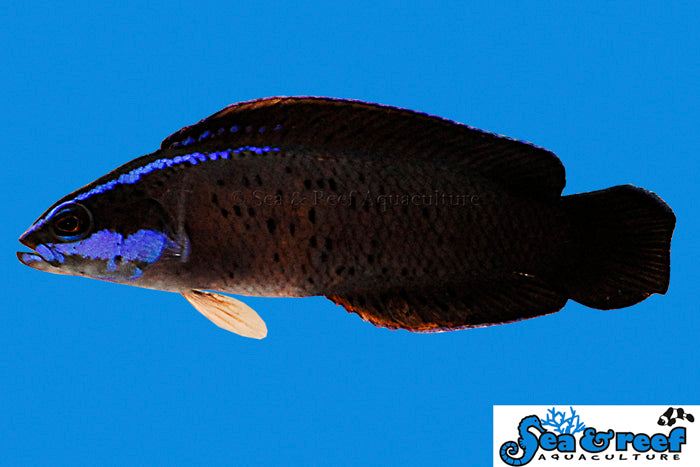 Sea & Reef Dottybacks Springeri Dottyback