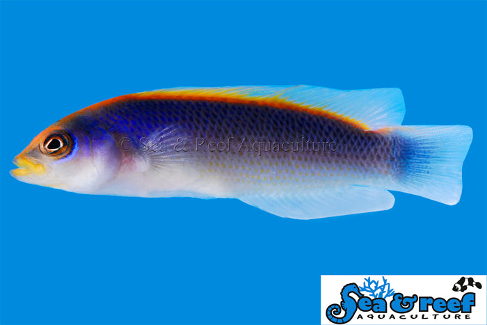 Sea & Reef Dottybacks Sunrise Dottyback