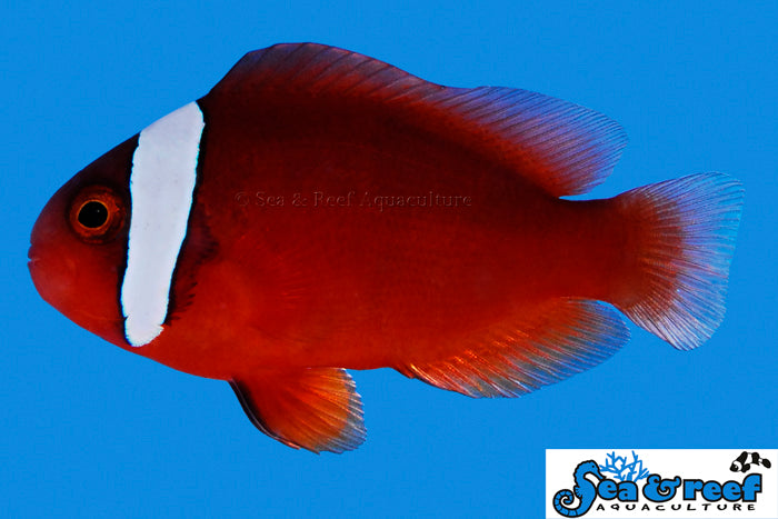 Sea & Reef Clownfish Tomato Clownfish