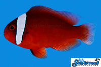 Sea & Reef Clownfish Tomato Clownfish