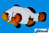 Sea & Reef Designer Ultra Black Ice Clownfish