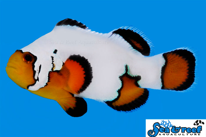 Sea & Reef Designer Ultra Black Ice Clownfish