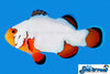 Sea & Reef Designer Ultra Snowflake Clownfish