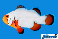 Sea & Reef Designer Ultra Snowflake Clownfish