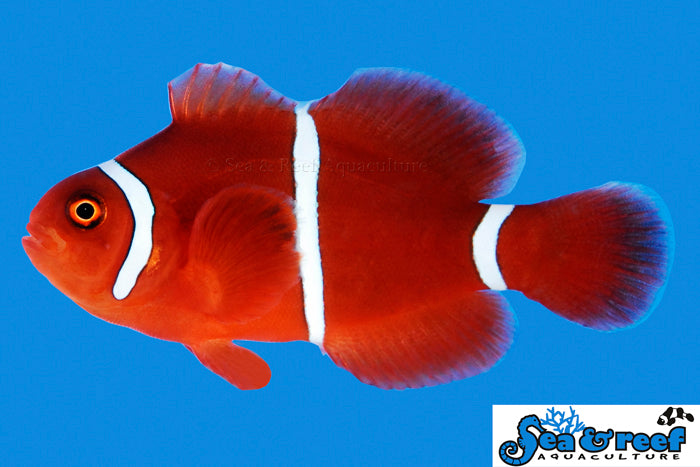 Sea & Reef Clownfish White Stripe Maroon Clownfish