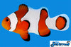 Sea & Reef Designer Wide Bar Gladiator Clownfish
