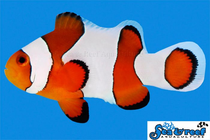 Sea & Reef Designer Wide Bar Gladiator Clownfish