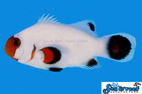 Sea & Reef Designer Wyoming White Clownfish