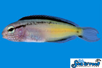 Sea & Reef Blenny Blackline Blenny