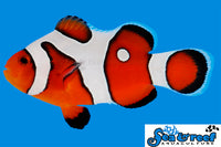 Sea & Reef Designer DaVinci Ocellaris Grade A Clownfish
