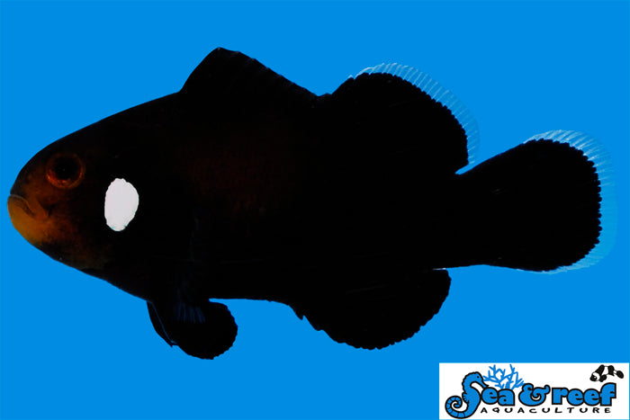 Sea & Reef Designer Domino Clownfish