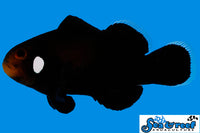 Sea & Reef Designer Domino Clownfish