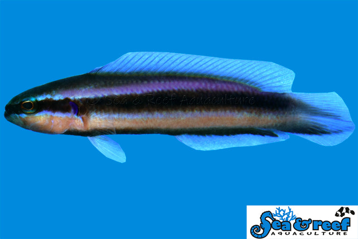 Sea & Reef Dottybacks Electric Indigo Dottyback