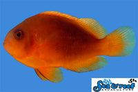 Sea & Reef Clownfish Fire Clownfish