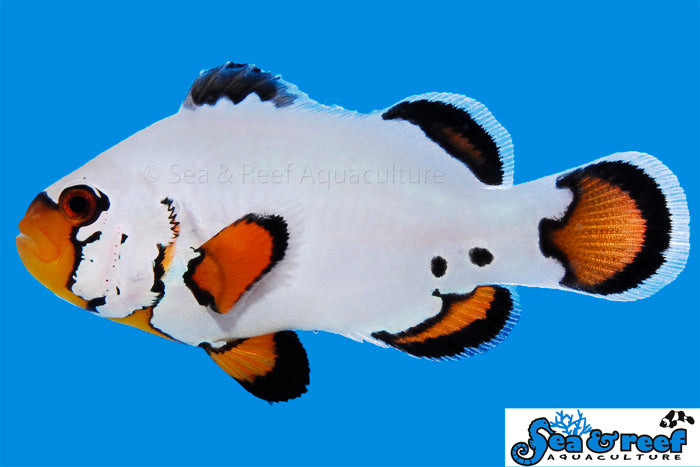 Sea & Reef Designer Flurry Clownfish