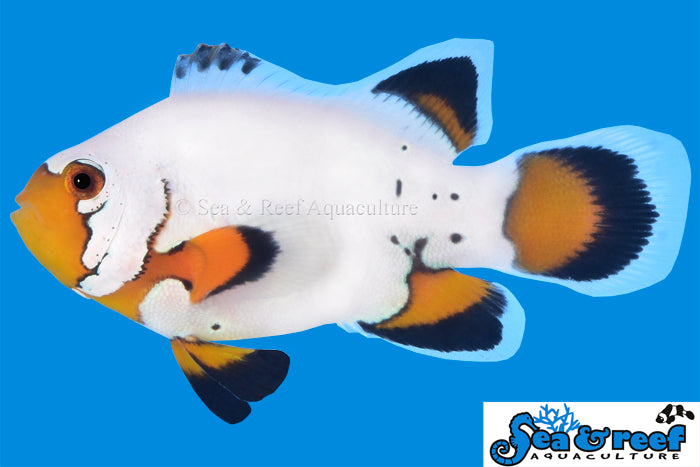 Sea & Reef Longfin Flurry Longfin Clownfish