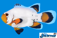 Sea & Reef Longfin Flurry Longfin Clownfish
