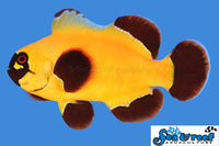 Sea & Reef Designer Gold Nugget Maroon Clownfish