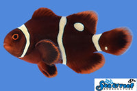 Sea & Reef Designer Gold Dot Maroon Clownfish
