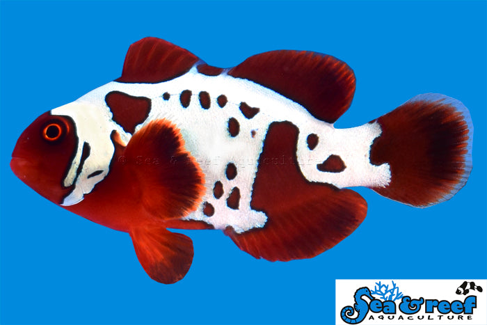 Sea & Reef Designer Gold Lightning Maroon Clownfish