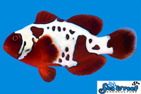 Sea & Reef Designer Gold Lightning Maroon Clownfish