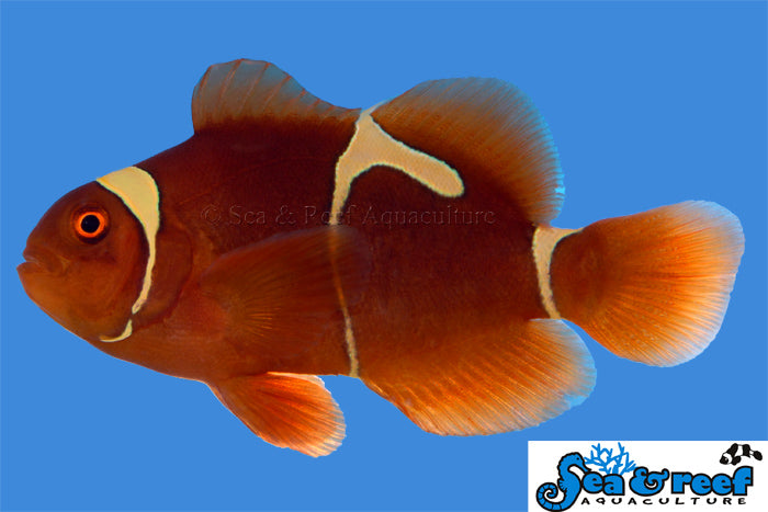 Sea & Reef Designer Gold Flake Maroon Clownfish