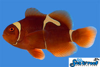 Sea & Reef Designer Gold Flake Maroon Clownfish