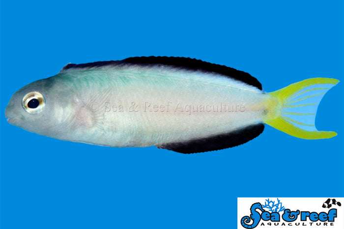 Sea & Reef Blenny Harptail Blenny