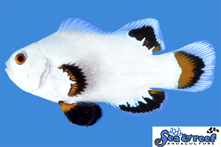 Sea & Reef Designer Ice Storm Clownfish