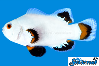 Sea & Reef Designer Ice Storm Clownfish