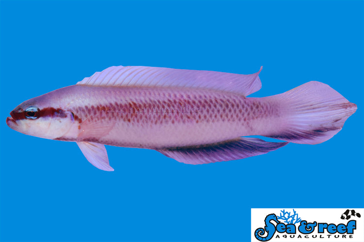 Sea & Reef Dottybacks Indigo Dottyback