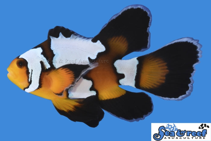 Sea & Reef Longfin Black Ice Longfin Clownfish
