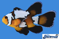 Sea & Reef Longfin Black Ice Longfin Clownfish
