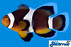 Sea & Reef Longfin Black Photon Longfin  Clownfish