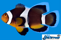 Sea & Reef Longfin Black Photon Longfin  Clownfish