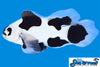 Sea & Reef Longfin Black Storm Longfin Clownfish