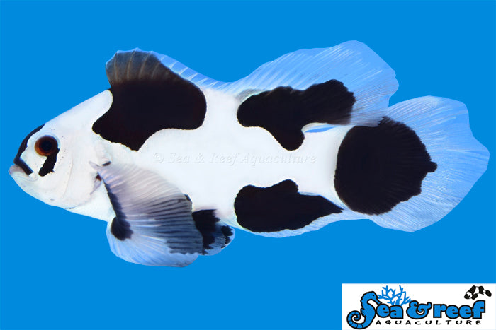 Sea & Reef Longfin Black Storm Longfin Clownfish