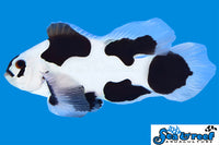 Sea & Reef Longfin Black Storm Longfin Clownfish
